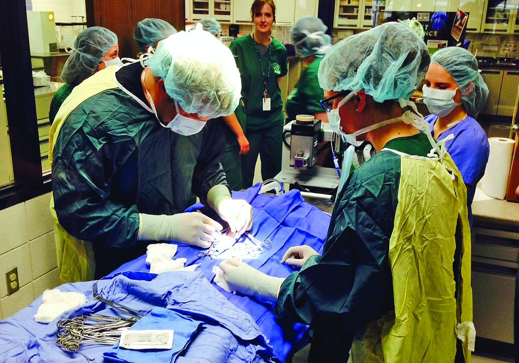 Be Amazing Vet surgery photo(105) copy